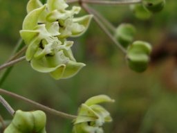 Asclepias praemorsa complex flowers